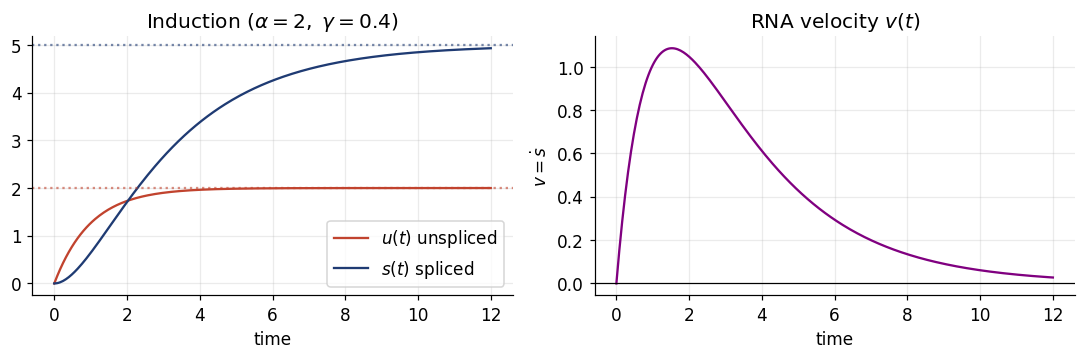 Time courses of unspliced and spliced RNA alongside the resulting RNA velocity during induction.