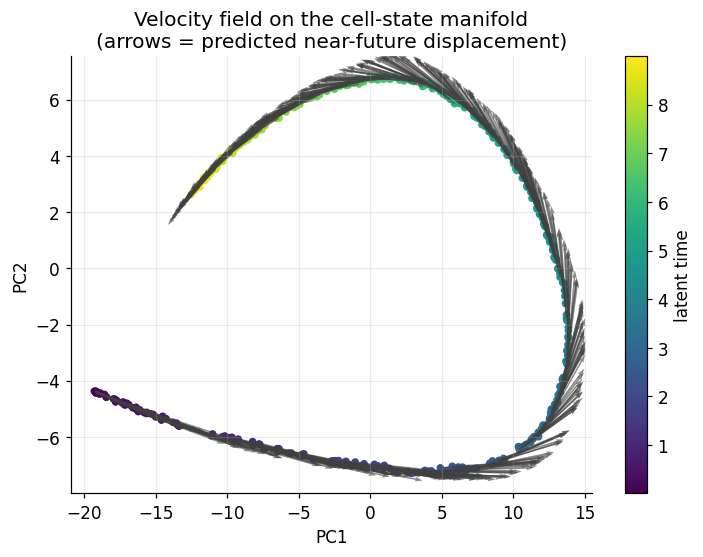 PCA embedding of synthetic single-cell states with arrows showing the projected transcriptomic velocity field.